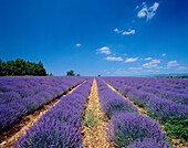 Lavender Field, Sault, Provence, France