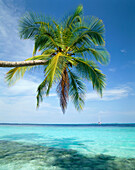 Overhanging Palm, Kuda Bandos, North Male Atol, The Maldives