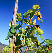 Grapes on Vine, General (Mosel Valley), Rhineland-palatinate, Germany