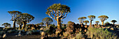 Quivertrees, Quivertree Forest, Keetmanshoop, Namibia