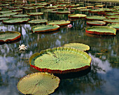 Lilypads, Pamplemousse Botanical Gardens, Mauritius