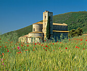 View of Abbey with Poppies, Sant'Antimo, Tuscany, Italy