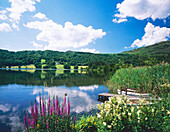 Lake View in Summer, Grasmere, Cumbria, UK, England