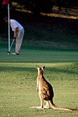Kangaroo on Green, Anglesea Golf Club, Victoria, Australia