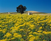 Rural Landscape, Trapani, Sicily, Italy