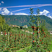 Apple Orchard Near Missian, Oltradige, Trentino-Alto Adige, Italy