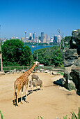 Taronga Zoo, Sydney, Bradleys Head, New South Wales, Australia