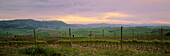 View over vineyard at dusk, General countryside, Tuscany, Italy