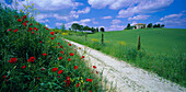 Landscape view with wildflowers and farmhouse, General countryside, Tuscany, Italy