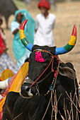 Cow with colourful horns, General, Rajasthan, India