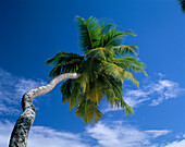 Palm tree, Anse Intendance, Mahe, Seychelles