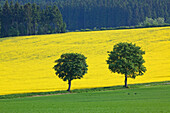 Zwei Bäume bei einem Rapsfeld, Olbernhau, Erzgebirge, Sachsen, Deutschland