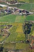 Vineyards near Bolzano, Trentino-Alto Adige/Südtirol, Italy