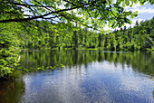 Stausee Martinsklause, Waldhäuser, Spiegelau, Nationalpark Bayerischer Wald, Niederbayern, Bayern, Deutschland