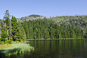 View over Lake Rachel to Great Rachel, Bavarian Forest National Park, Lower Bavaria, Bavaria, Germany