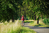 Radfahrerin fährt entlang einer Obstbaumallee, Donauradweg Passau Wien, Wachau, Niederösterreich, Österreich