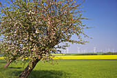 Blühender Apfelbaum in einem Feld, Dörenhagen, Nordrhein-Westfalen, Deutschland