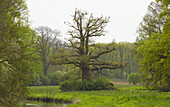 Oak tree, Haus Caen, Straelen, North Rhine-Westphalia, Germany