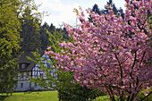 Half-timbered house with blossoming Japanese cherry, Arnsberg Forest Nature Park, Moehnesee, Sauerland, North Rhine-Westphalia, Germany