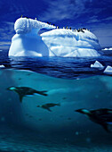 Eisberg und Pinguine über und unter Wasser, Antarktische Halbinsel, Antarktis