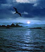 Flying albatross above the water at moonlight, Patagonia, Argentina, South America, America