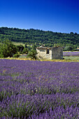 Lavendelfeld und Hütte unter blauem Himmel, Vaucluse, Provence, Frankreich, Europa