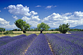 Mandelbäume im Lavendelfeld unter Wolkenhimmel, Plateau de Valensole, Alpes-de-Haute-Provence, Provence, Frankreich, Europa