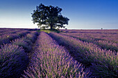 Eiche im Lavendelfeld unter blauem Himmel, Plateau de Valensole, Alpes-de-Haute-Provence, Provence, Frankreich, Europa