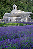 Klosterkirche Abbaye de Senanque im Lavendelfeld, Vaucluse, Provence, Frankreich, Europa