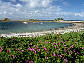 View of Periglis Beach over wildflowers, Isles of Scilly, St Agnes, Cornwall, UK, England