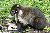 Coati, Wildlife, Costa Rica