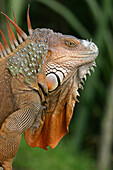 Orange Iguana, Wildlife, Costa Rica