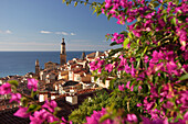 View of town and Basilica St Michel framed by flowers, Menton, Cote d'Azur, France