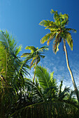 Palm trees, Sigatoka Valley, Viti Levu Island, Fiji