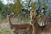 Thompsons Gazelles, Kruger National Park, Mpumalanga, South Africa