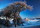 View to Roseberry Topping in winter framed by trees, Guisborough, near, Cleveland, UK, England