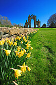 Gisborough Priory in springtime, Guisborough, Cleveland, UK, England