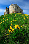 Clifford's Tower in springtime, York, Yorkshire, UK, England