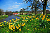 Village of Sinnington in springtime, Pickering, near, Yorkshire, UK, England