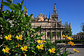 Cathedral and flowers, Seville, Andalucia, Spain