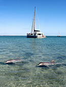 Dolphins and boat in bay, Shark Bay, Western Australia, Australia