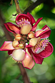 Close up of flower of the Buddha Tree, Flowers, Natural World