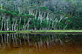 Tree-lined river with reflections, Wilsons Promontory National Park, Victoria, Australia