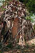 Overgrown ancient ruins at Sambor Prei Kuk, Phnom Penh, near, Cambodia