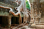 Ancient Ta Prohm temple overgrown by trees, Siem Reap, near, Cambodia