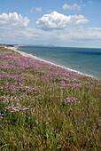 Flowers on Southbourne cliffs, Bournemouth, Dorset, UK, England