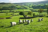 Moorland sheep in the North York Moors National Park, Farndale, Yorkshire, UK, England