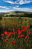 Tuscan landscape with poppies, General, Tuscany, Italy