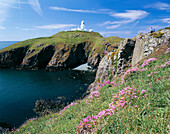 View over wildflowers to lighthouse, Strumble Head, Pembrokeshire, UK, Wales