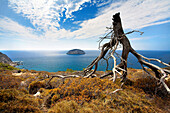 Driftwood framing sea view from cliff top, General, Rhodes Island, Greek Islands